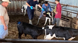 Edirne'de şap aşılama ve küpeleme çalışmaları sahada sürüyor