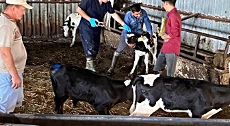 Edirne'de şap aşılama ve küpeleme çalışmaları sahada sürüyor
