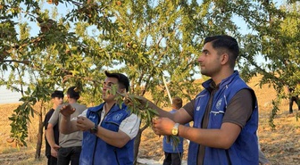 Kahta’da gönüllü gençler badem hasadına katıldı