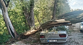 Konya'da otomobilin üzerine ağaç devrildi