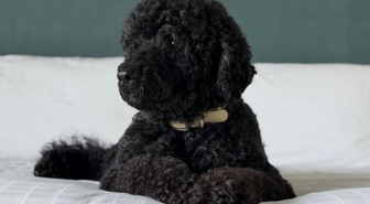 Obama ailesinin köpeği Sunny öldü