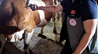 Afyonkarahisar’da şap hastalığıyla mücadele sürüyor