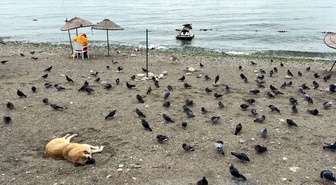 Avcılar’da havalar serinledi, sahil güvercinlere kaldı