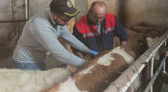 Aydıntepe’de büyükbaş hayvanlara şap aşılaması sürüyor
