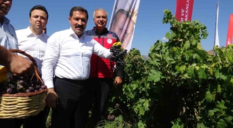 Bereketin yaşandığı üzümde bağ bozumu başladı, 85 bin ton rekolte bekleniyor