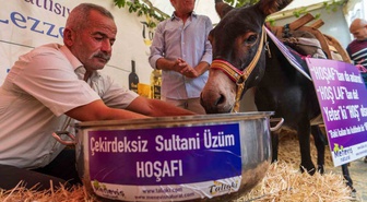 Eşek hoşafa direndi, ortaya renkli görüntüler çıktı