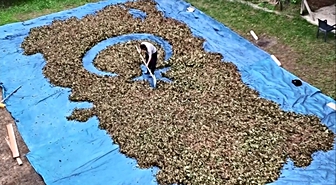 Fındık harmanında sıra dışı sanat: Fındıklarla Türkiye haritası ve bayrağı çiziyor