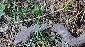 Hakkari’de 1,5 metrelik kocabaş yılanı görüntülendi