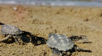 Kuşadası’nda sürpriz caretta caretta çıkışı