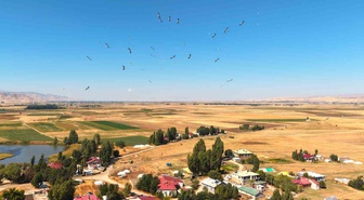 Muş Ovası’nda leylekler göç öncesi enerji depoluyor