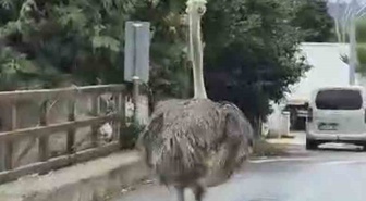 Şile’de hayvanat bahçesinden kaçan deve kuşu ortalığı birbirine kattı