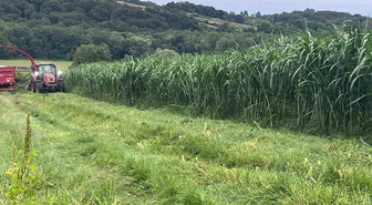 Sinop’ta maralfalfa üretiminde ilk hasat yapıldı