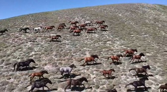 Yaylada koşturan yılkı atları dron kamerasında