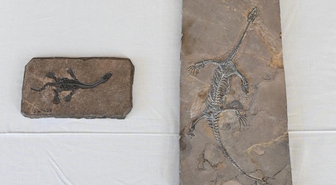 ABD, Çin'e ait 64 kültürel eser ve paleontolojik fosili iade etti