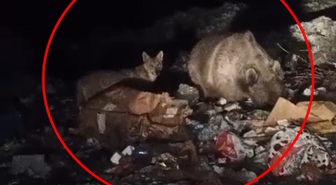 Bingöl’de ayı ve kurtlar, çöpten yiyecek ararken görüntülendi