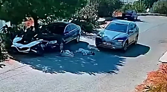 Bodrum'da otomobil yolda yatan 2 köpeğin üzerinden geçti, sürücü aranıyor