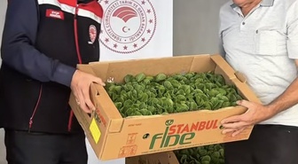 Burdur’da üreticilere 164 bin 500 marul fidesi dağıtıldı