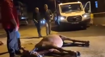 Edirne Keşan'da ata şiddet uyguladıkları öne sürülen 2 şüpheli gözaltına alındı