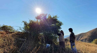 Erzincan’da kuşburnu, zorlu arazilerde toplanmaya başlandı