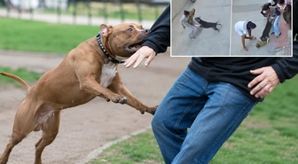 Hindistan'da korku dolu anlar! Pitbull bebeği metrelerce sürükledi, ağır yaralandı