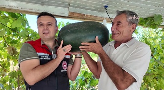 Iğdır'da 40 kilograma yaklaşan karpuz yetiştirildi