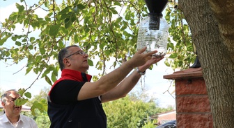 Kahverengi kokarca ile mücadelede kış dönemi önlemlerine hız verildi