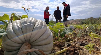 Tekirdağ’da tarladan sofraya bal kabağı mesaisi
