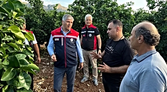 Adana'da dolu narenciye bahçelerine zarar verdi, Yüreğir'de hasar tespiti başladı