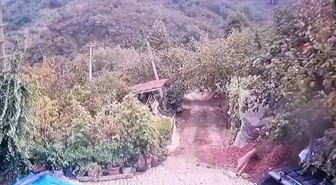 Akçakoca'da yerleşim yerine inen kurdun köpeği alıp götürdüğü anlar kameraya yansıdı