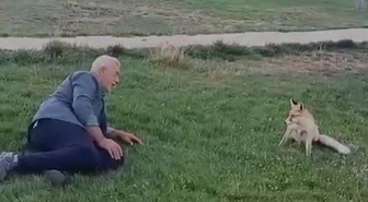 Bayburt Demirözü'nde piknik yapan Mikail Şeker, tilkiyi elleriyle besledi