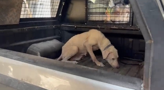 Bursa'da pireli binadan kurtarılan 8 yaşındaki köpeğe Ülker adı verildi
