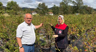 Düzce İl Tarım Müdürü Gümüşova'da inceleme yaptı, 12 bin aronya hazırlığı sürüyor