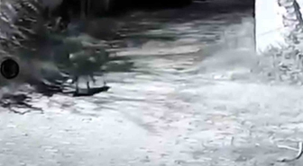 Edirne Kemalköy’de çiftliğe giren kurt bir koyunu telef etti, bir koç yaralandı