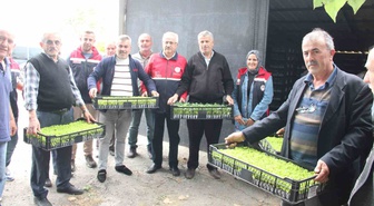 Kastamonu İnebolu'da 65 çiftçiye 88 bin 400 fide yüzde 75 devlet katkısıyla dağıtıldı