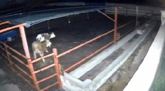 Kırşehir Boztepe'de kurt saldırısında mandırada iki hayvan telef oldu