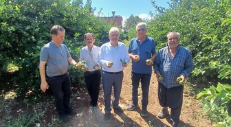 Adana Yüreğir'de dolu, turunçgil başta olmak üzere 35 bin dönüm tarım alanını vurdu