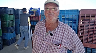 Aydın Karacasu'da zeytin alımı başladı, üreticiler 1 numara 60 liraya tepki gösterdi