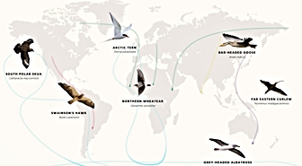 BirdLife raporuna göre 200 göçmen kuş türü nesli tükenme tehdidi altında bulunuyor