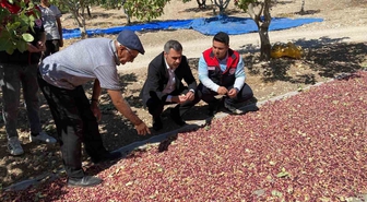 Denizli Güney'de Antep fıstığı hasadı başladı, ilk ürün toplandı
