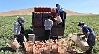 Elazığ'da 7 bin dönüm domates tarlasında mevsimlik işçiler sıcak altında çalışıyor