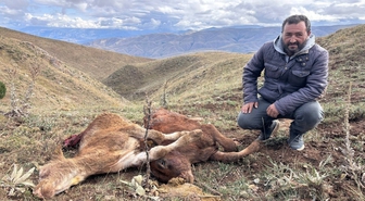 Erzincan'da çobanın müdahalesine rağmen ayı 2 buzağıyı telef etti