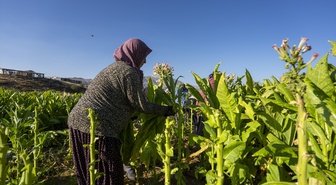 Adıyaman Çelikhan'da 32 hektarlık tütün hasadında 9 bin ton rekolte bekleniyor