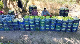 86 yaşında günde 6 ton biber üretiyor! Ahmet Can'ı her sabah camına vuran kuş kaldırıyor