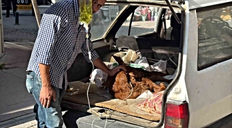 Eskişehir'de rahatsızlanan Kezban adlı buzağı otomobil bagajında veterinere götürüldü