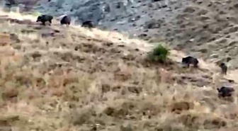 Hakkari Yüksekova'da hasada günler kala domuz sürüsü elma bahçesini talan etti