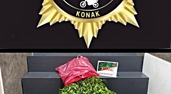 İzmir Konak'ta bahçede 40 kök kenevir bulundu, gözaltına alınan şüpheli tutuklandı
