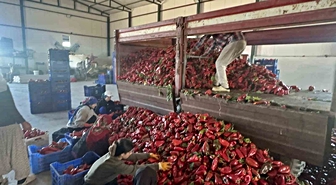 Karacabey'de salçalık biber hasadı sürüyor, çıkış fiyatı 35-40 lira olmalı