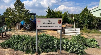 Kilis'te jandarma ekipleri, 40 kilo 500 gram esrar ve 65 kök kenevir ele geçirdi