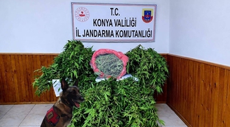 Konya Ereğli'de 35 kök kenevir ele geçirildi, 1 şüpheli gözaltına alındı