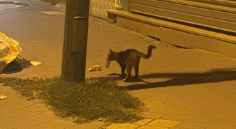 Iğdır Cumhuriyet Mahallesi'nde kedi, yakaladığı fareyle 20 dakika oynadı